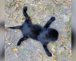 ‘Watch Ralphie Run’: Puppy Once Too Weak To Stand Defies The Odds
