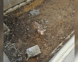 Deer Trapped In Construction Site Gets Rescued — And Helps A Man Find His Dog