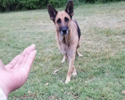 Homeless Dog Living In The Woods Refuses Rescue Without Her Best Friend