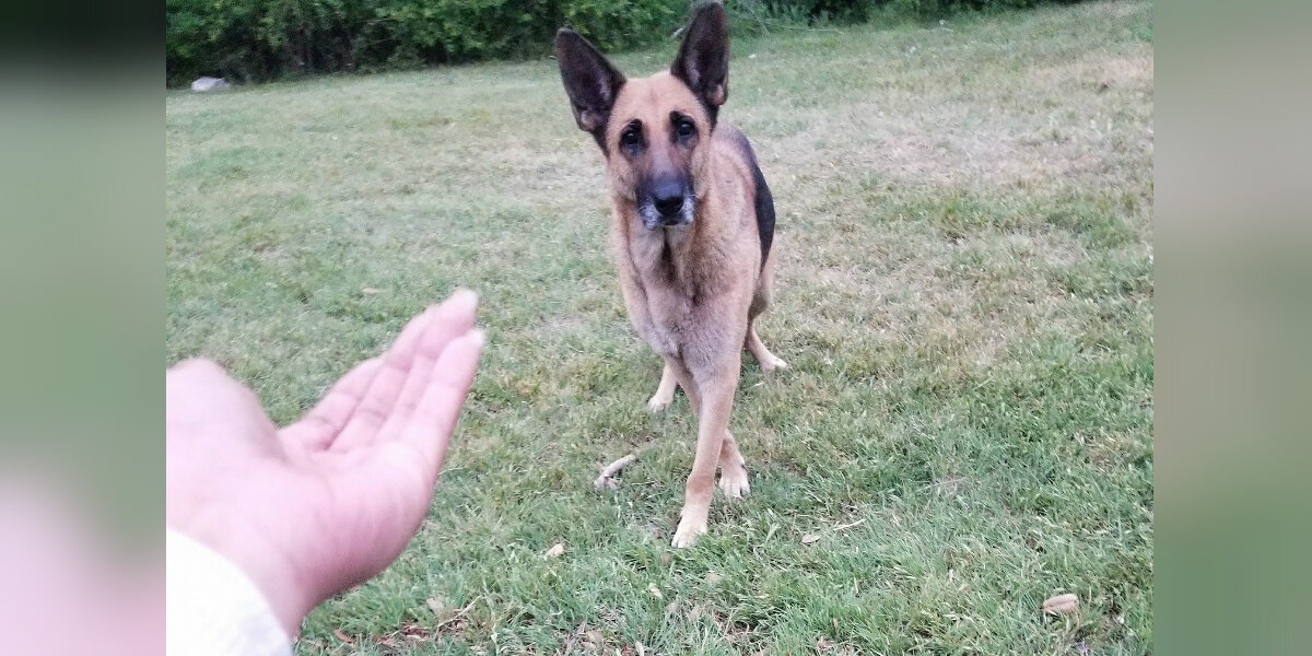 Homeless Dog Living In The Woods Refuses Rescue Without Her Best Friend