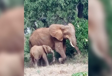 Baby Elephant’s Trunk Looks Strange — Then Rescuers Discover The Heartbreaking Truth