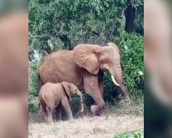 Baby Elephant’s Trunk Looks Strange — Then Rescuers Discover The Heartbreaking Truth