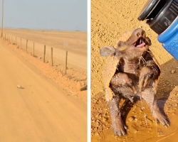 Driver Spots A Lonely Little Traveler On A Dirt Road Begging For A Drink