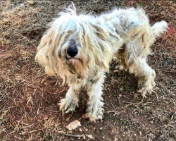 Starving Dog Found in the Woods Had Been Eating Rocks Just to Stay Alive