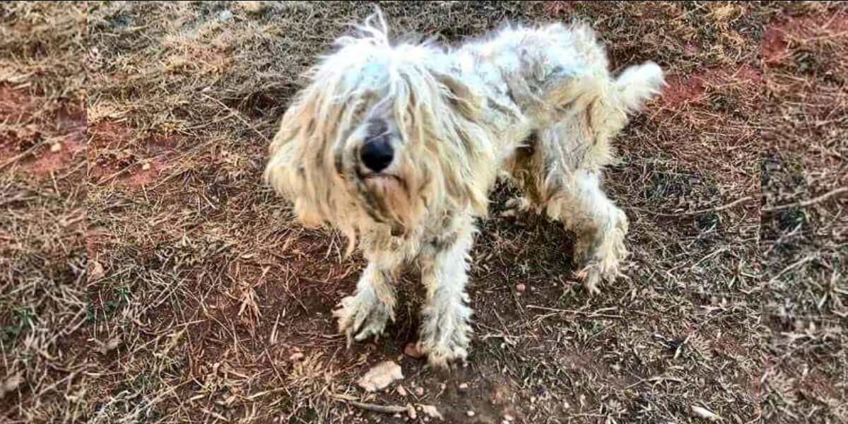 Starving Dog Found in the Woods Had Been Eating Rocks Just to Stay Alive