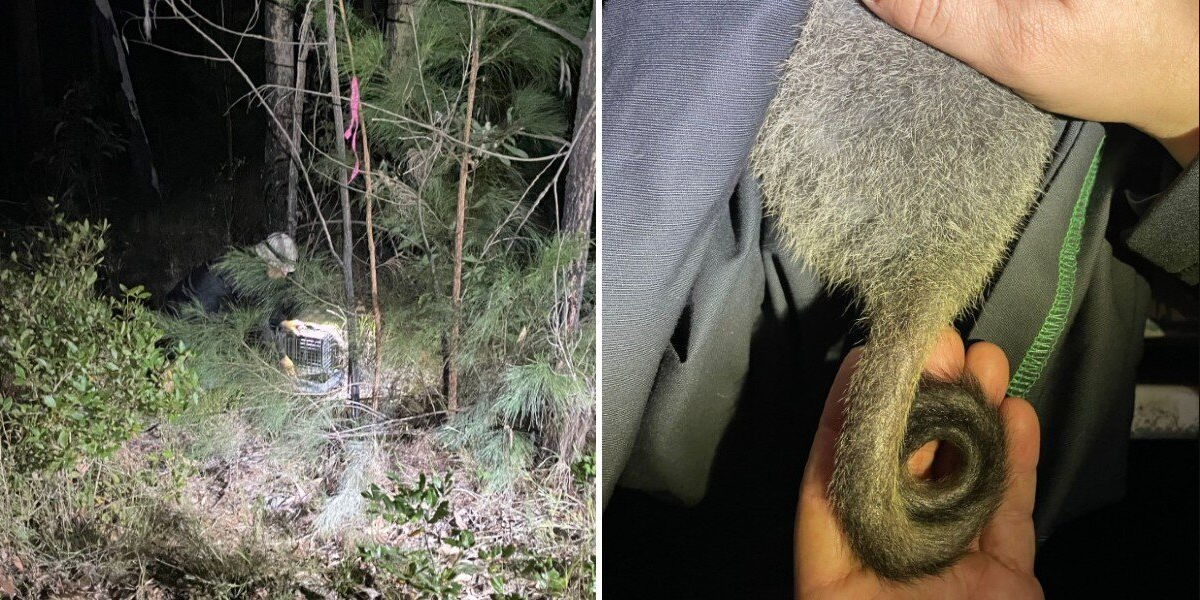 Researchers Overjoyed After Spotting an Extremely Rare Baby Hiding in the Dark