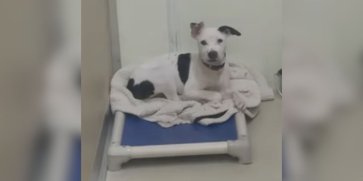 ‘Last Left Of Her Litter’ Watches Every Sibling Get Adopted — Until Someone Finally Sees Her