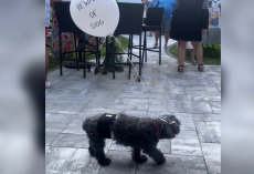 Family Ties A Balloon To Their Senior Dog — So He Can Safely Join The Party