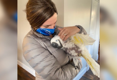 25-Year-Old Parrot Clings to Woman After a Lifetime of Neglect — And Changes Her Life Too