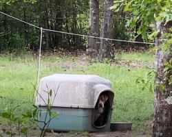 Couple Touring Empty Home Spot Old Doghouse — And Find a Sad Face Peeking Out