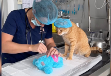 Vet Tech Performs “Emergency Surgery” on Cat’s Favorite Toy