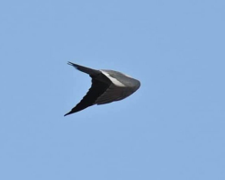 Photographer Snaps Picture Of Bird — Ends Up Capturing ‘UFO’ Instead