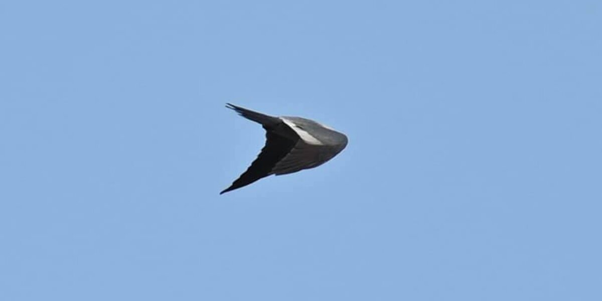 Photographer Snaps Picture Of Bird — Ends Up Capturing ‘UFO’ Instead