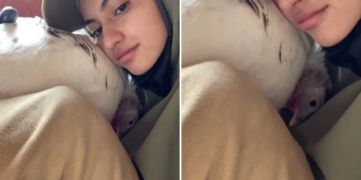 Rescued Turkey Can’t Stop Hugging The People Who Saved Her