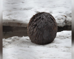 Woman Snaps Photo Of Mysterious Furry Blob — Then Realizes Who It Really Is
