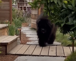 Neighbors Thought There Was A Bear In Her Yard — Then They Saw The Adorable Truth