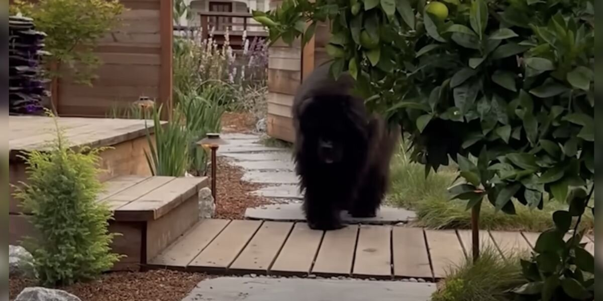 Neighbors Thought There Was A Bear In Her Yard — Then They Saw The Adorable Truth