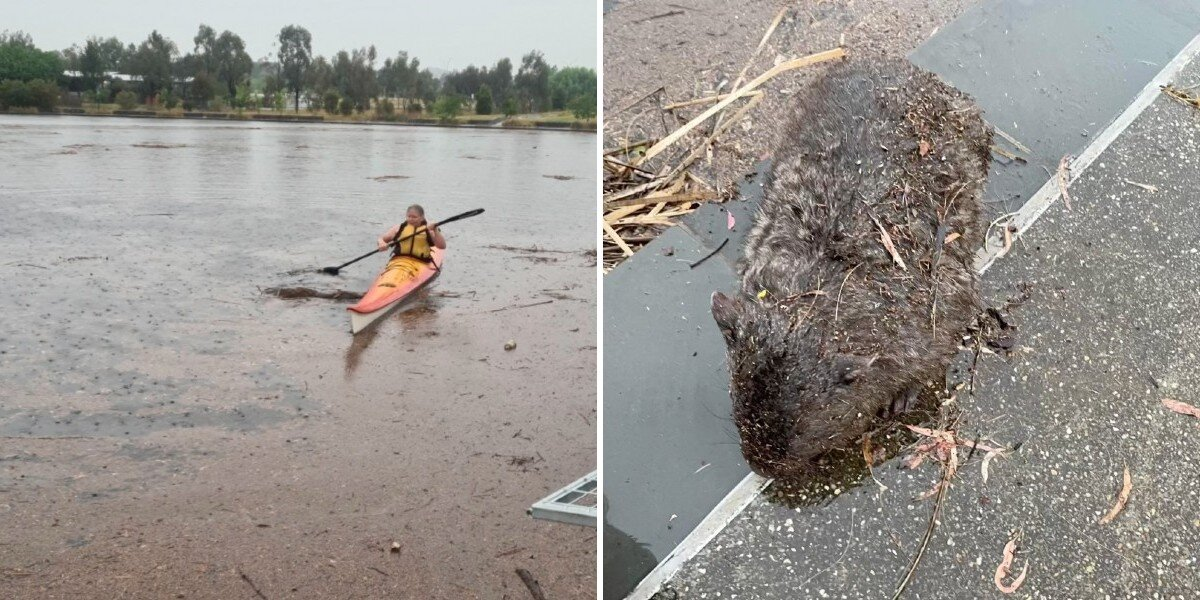 Woman Spots Brown Lump in Pond — Then Realizes It’s Drowning
