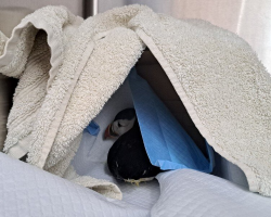 Lost Little Puffin Found Wandering 110 Miles From the Sea