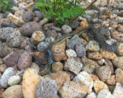 Woman Rescues Snake — Then Watches In Awe As She Gives Birth In Her Hand