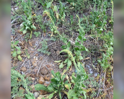 Residents Notice Someone Dangerous Lurking Near Their Apartment Building