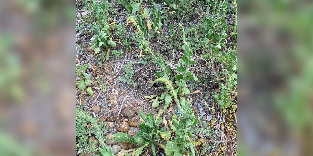Residents Notice Someone Dangerous Lurking Near Their Apartment Building
