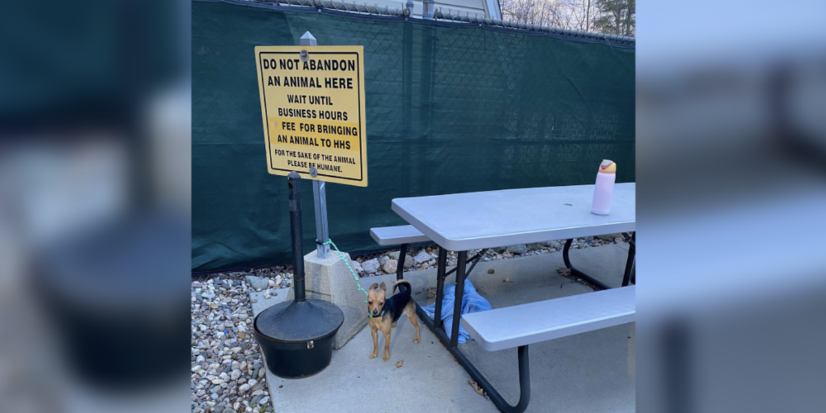 Tiny Dog Found Tied To “Do Not Abandon Animals” Sign Waited All Night For Someone To Save Her