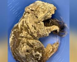 Construction Worker Shocked To Find Tiny Creature Covered In Spray Foam