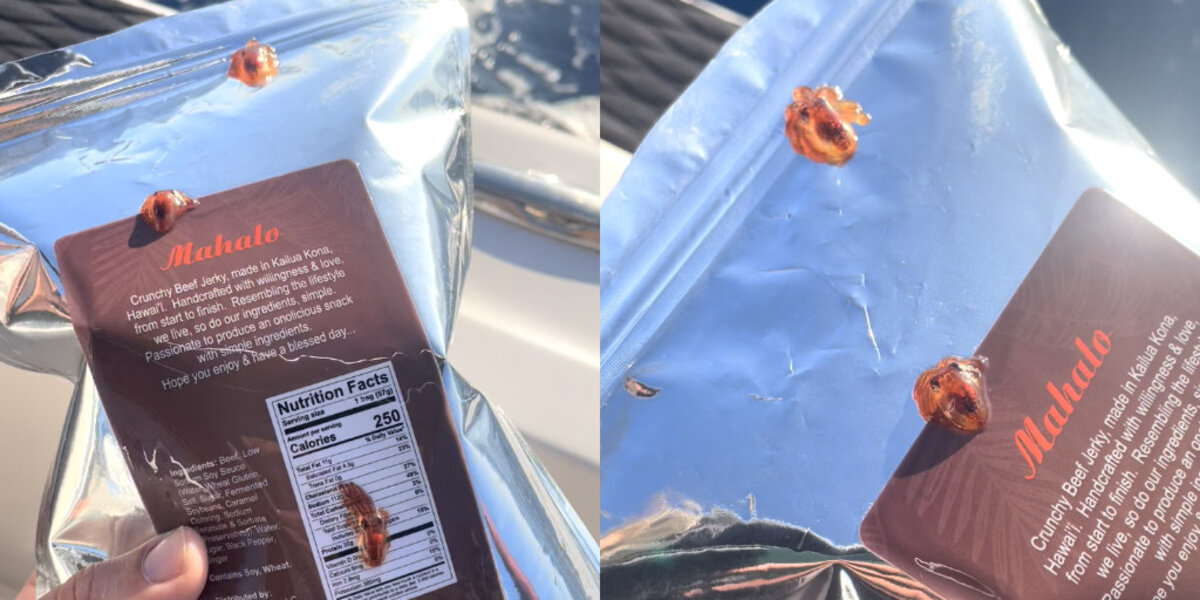 People Rescue Tiny Baby Octopuses Found Living On Ocean Trash — And Give Them The Sweetest New Home