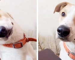 Dog Hears His Mom’s Voice On The Phone — And His Reaction Melts Everyone’s Heart