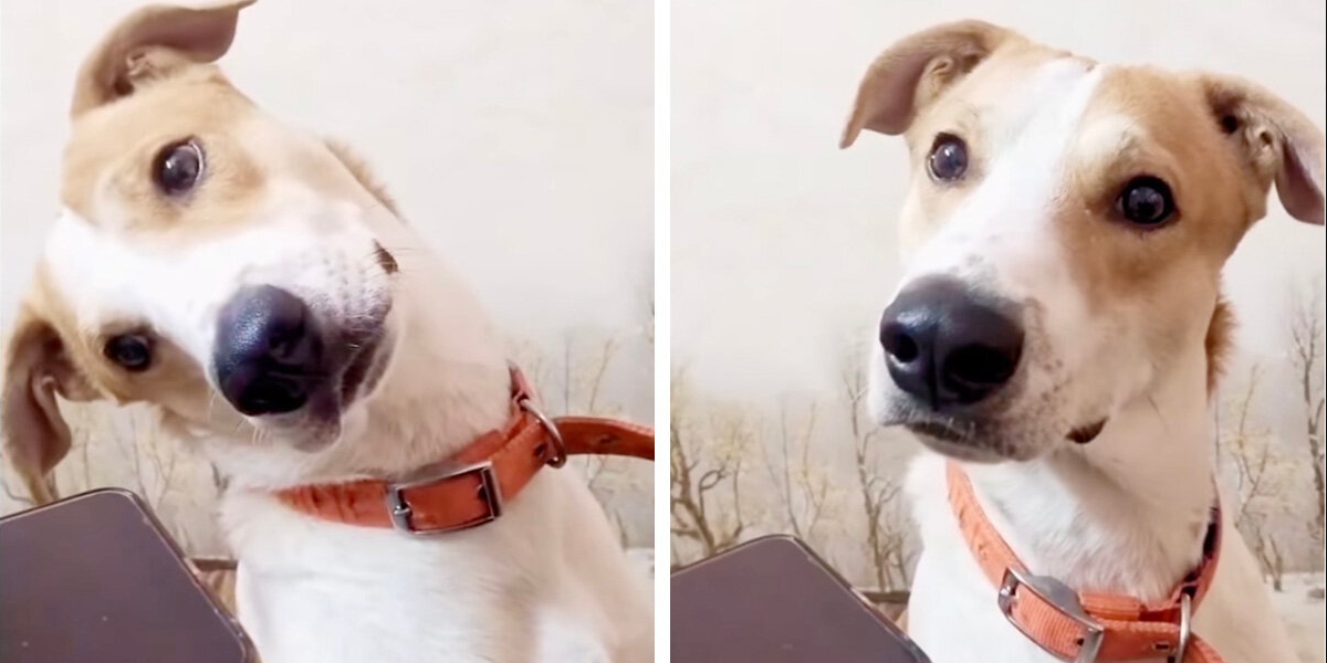 Dog Hears His Mom’s Voice On The Phone — And His Reaction Melts Everyone’s Heart