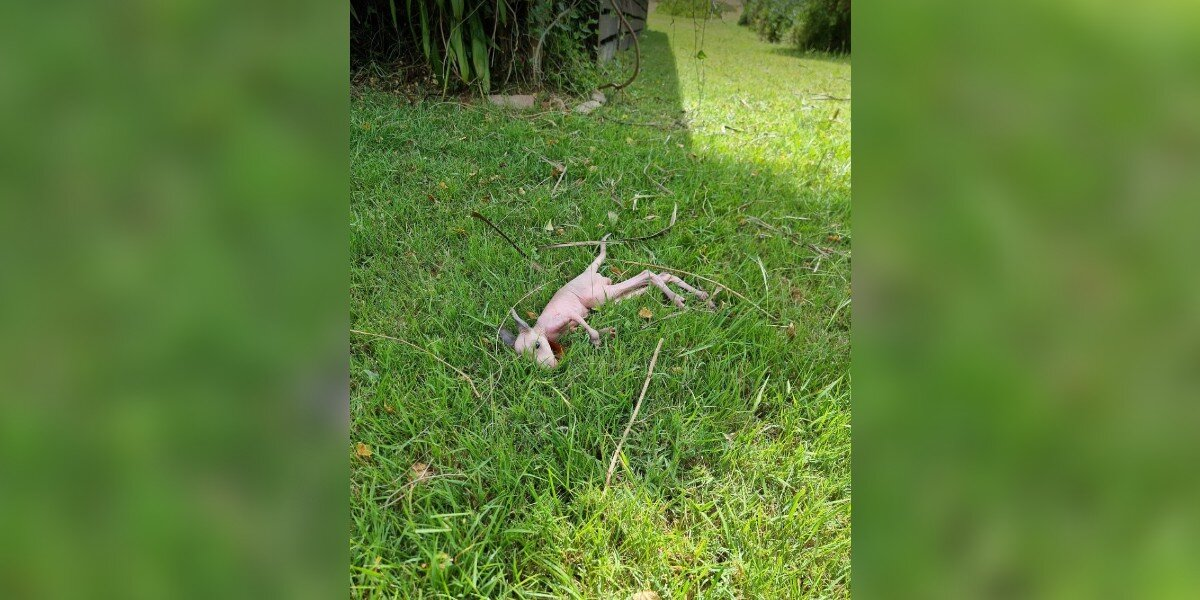 Construction Worker Stops Everything When He Spots a Tiny Pink Baby Crying in the Grass