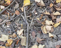 Tiny Snake Finds The Perfect Hiding Spot — And Outsmarts Everyone