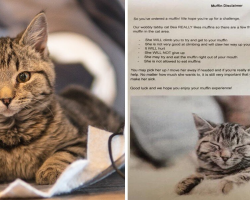Cat Café Posts Hilarious Muffin Warning For Customers — All Because Of One Determined Cat