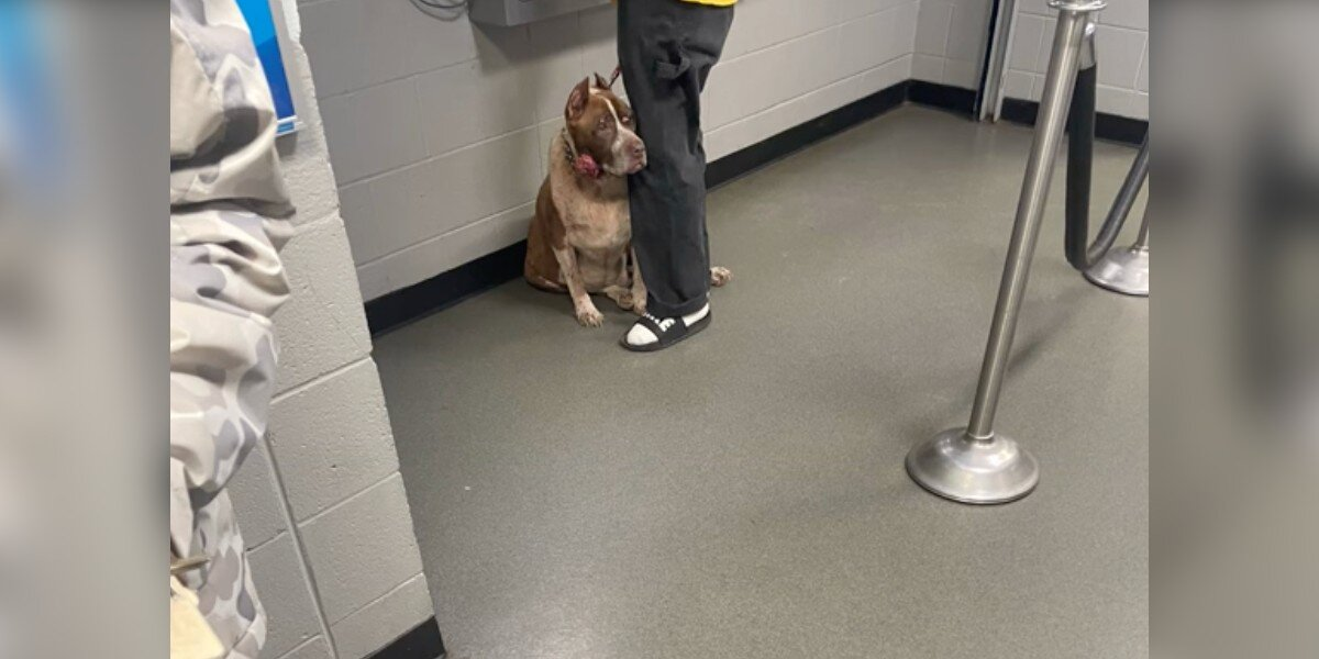 Dog Clings To His Owner’s Leg At Shelter — Begging Not To Be Left Behind