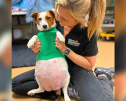 Tiny Shelter Dog Stuns Rescuers By Giving Birth To An Enormous Litter
