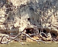 Man On Jet Ski Spots Giant Animal Struggling At Bottom Of Cliff — And Saves His Life