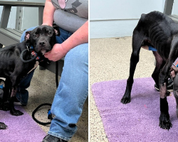 Starving Stray Puppy Blossoms Into Pure Joy After Getting A Second Chance