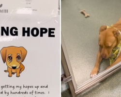 Shelter Dog Was Losing Hope — Until One Simple Sign Changed Everything