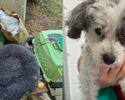 16-Year-Old Dog Left With All Her Belongings And A Note Asking She Be Put Down — But Rescuers Refused To Give Up On Her