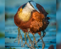 Photo Of Bird With ‘8 Legs’ Reveals The Sweetest Hidden Truth