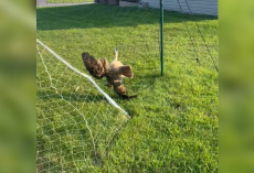 “Lifeless” Owl Tangled In Volleyball Net Gets Rescued Just In Time
