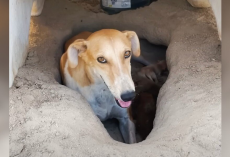 Dog Found Alone In Scorching Desert Wasn’t Just Hiding — She Was Protecting Her Whole World