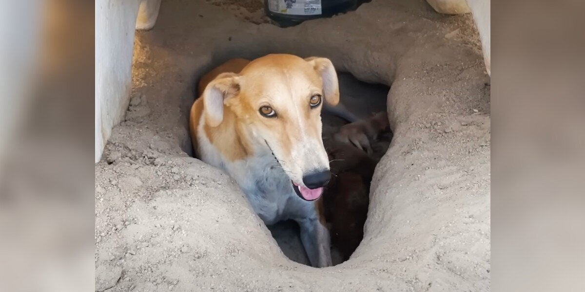 Dog Found Alone In Scorching Desert Wasn’t Just Hiding — She Was Protecting Her Whole World