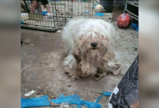 Left Behind With The Trash, This Little Dog Refused To Give Up Hope