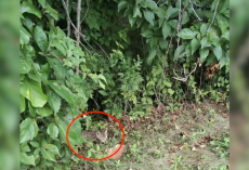Drivers Hear ‘Screaming’ Near Highway — Then Spot A Tiny Life In Danger