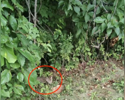 Drivers Hear ‘Screaming’ Near Highway — Then Spot A Tiny Life In Danger