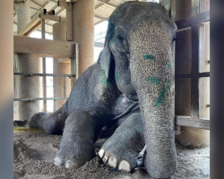 After 80 Years Of Standing, Rescued Elephant Finally Lies Down To Rest