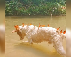 “Guardian of the Butterflies:” Dog Becomes Monarch Magnet on Every Hike