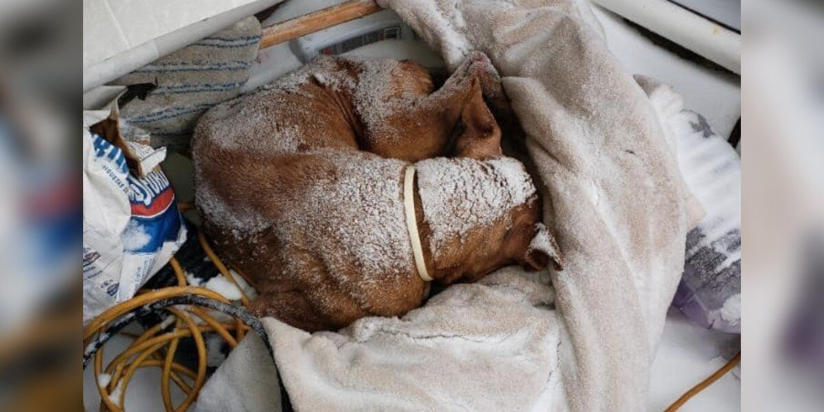 Senior Dog Found Freezing In Blizzard Gets The Christmas Miracle She Needed Most
